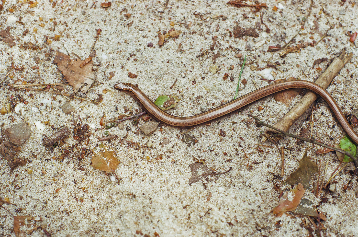 Hazelworm